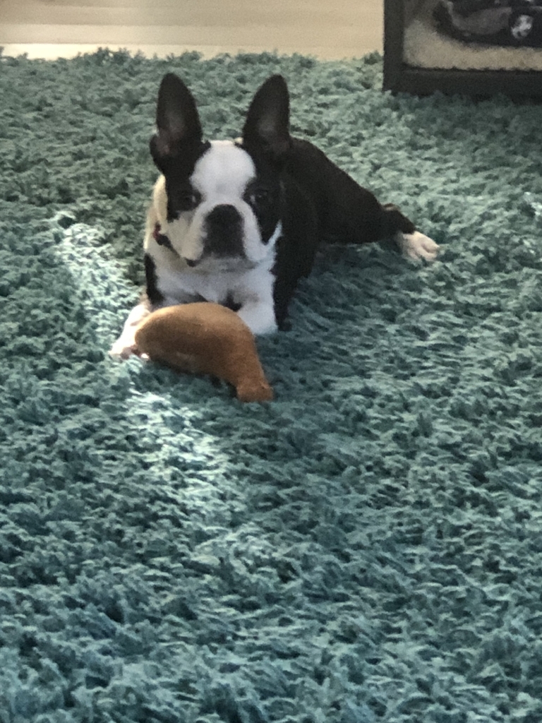 AI caption: a black and white boston terrier laying on a rug, black and white a black and white dog laying on a blue rug