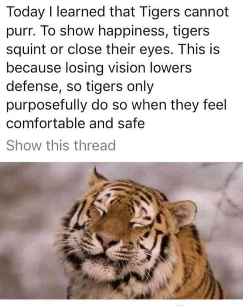 AI caption: today i learned that tigers cannot purify to show happiness they squirt to close their eyes and are comfortable, it is a black and white image