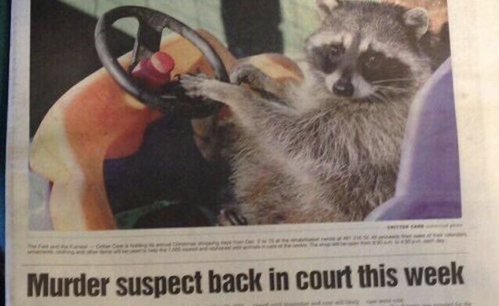 AI caption: a newspaper with a raccoon in the driver's seat, newspaper