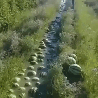 [Image: 870708780226715648]