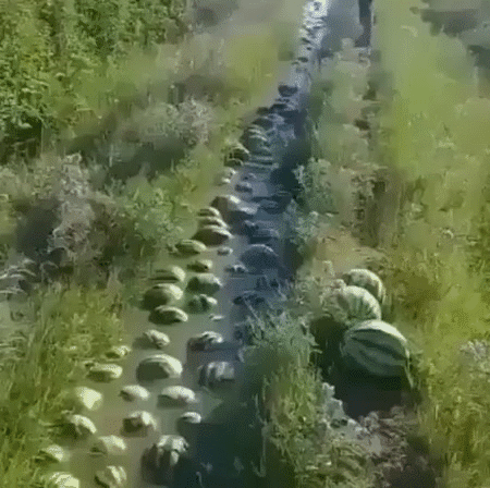[Image: 889577742096515072]