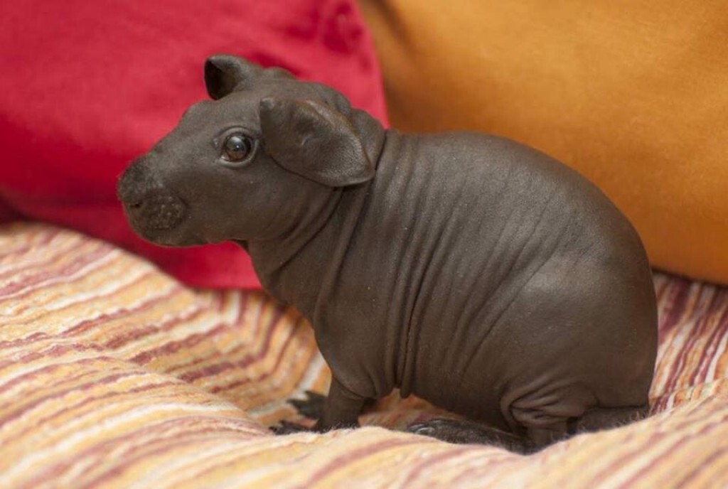 Hairless guinea pigs look like miniature hippos.
