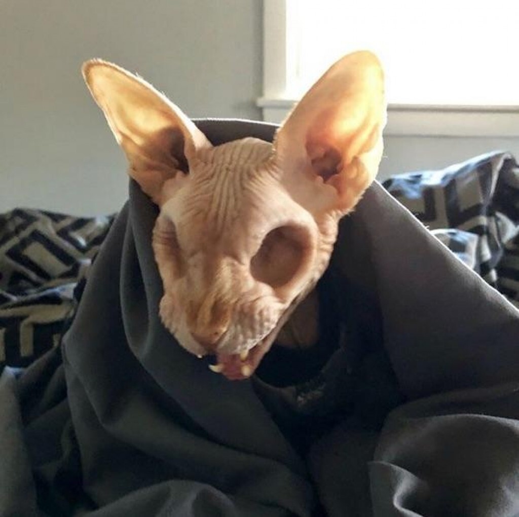 Sphynx cat with no eyes.